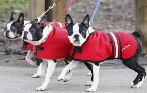 Competencia canina en Birmingham